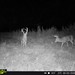 Hanke's Hunts Kansas Game Camera Photo