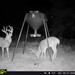 Hanke's Hunts Kansas Game Camera Photo