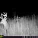 Hanke's Hunts Kansas Game Camera Photo