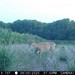 Hanke's Hunts Kansas Game Camera Photo