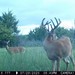 Hanke's Hunts Kansas Game Camera Photo