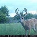Hanke's Hunts Kansas Game Camera Photo