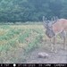 Hanke's Hunts Kansas Game Camera Photo