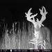 Hanke's Hunts Kansas Game Camera Photo