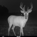 Hanke's Hunts Kansas Game Camera Photo