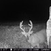 Hanke's Hunts Kansas Game Camera Photo