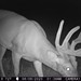 Hanke's Hunts Kansas Game Camera Photo