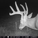 Hanke's Hunts Kansas Game Camera Photo