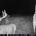 Hanke's Hunts Kansas Game Camera Photo