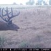 Hanke's Hunts Kansas Game Camera Photo