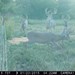 Hanke's Hunts Kansas Game Camera Photo