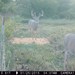 Hanke's Hunts Kansas Game Camera Photo