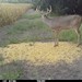 Hanke's Hunts Kansas Game Camera Photo