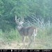 Hanke's Hunts Kansas Game Camera Photo